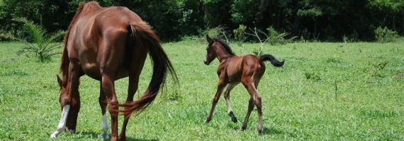 Forlin Equitação